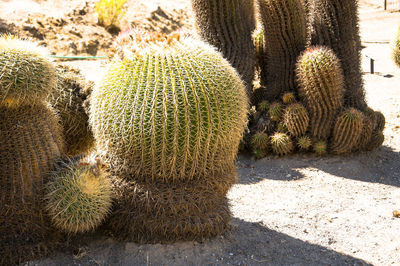 Close-up of prickly pear cactus