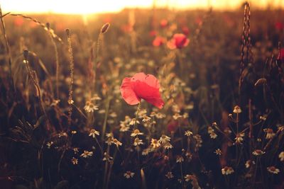 Close-up of poppy flowers blooming in field