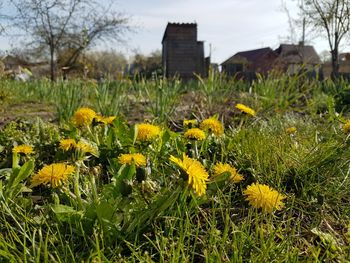 Yellow flowering plants on field