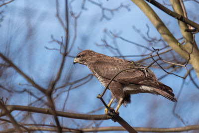 Low angle view of bird perching on branch