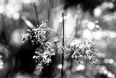 Close-up of plant