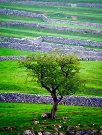 Trees on grassy field