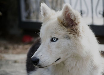 Close-up of dog looking away