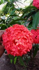 Close-up of red flowers