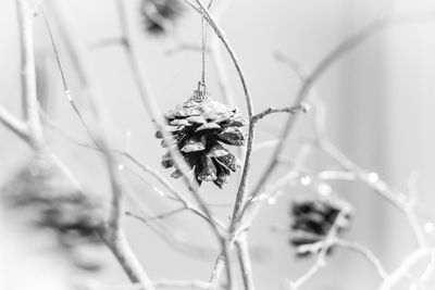 Close-up of insect on flower