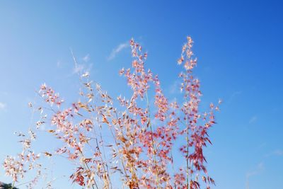 Low angle view of flowering plant against blue sky