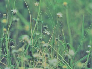 Close-up of flowering plants on field