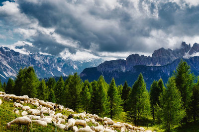 Scenic view of pine trees against sky