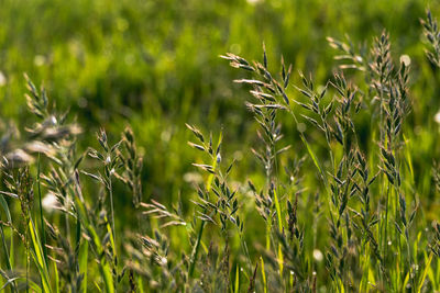 Close-up of stalks in field