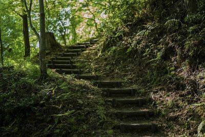 Trees growing and stairs in forest