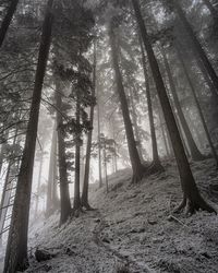 Sunlight streaming through trees in forest