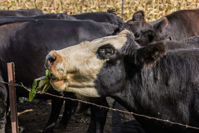 Cow eating an ear of sweet corn.