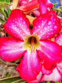 Close-up of pink flowers