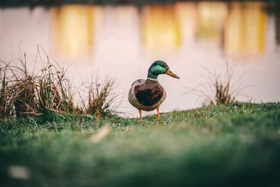 Bird on a lake