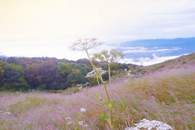 Scenic view of flowering plants on land against sky