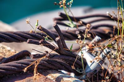 Close-up of dried plant on field