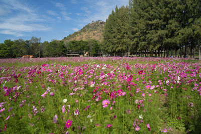 Pink flowers growing in field
