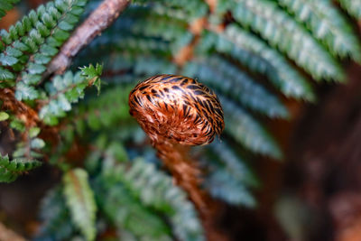 Close-up of a plant