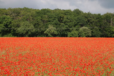 Scenic view of red flowering trees on field against sky