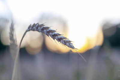 Close-up of crops on field