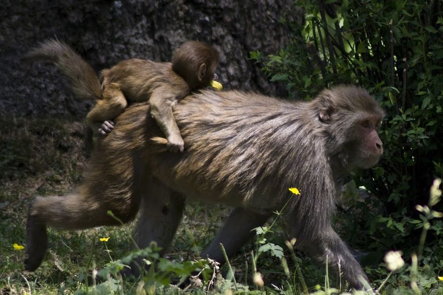 animal themes, animals in the wild, mammal, wildlife, one animal, grass, field, two animals, nature, standing, animal family, forest, monkey, outdoors, young animal, day, side view, full length, no people, grassy