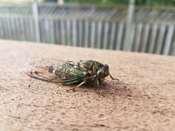 Close-up of insect on wood