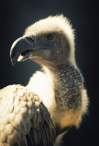 Close up of young vulture