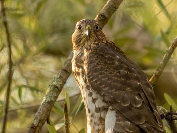 Close-up of bird perching on branch