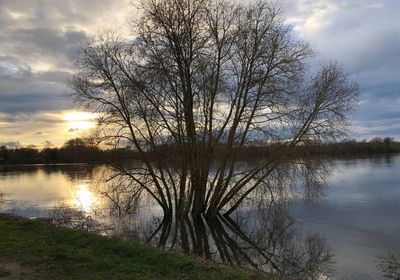 Bare tree by lake against sky