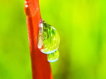 Close-up of raindrops on flower