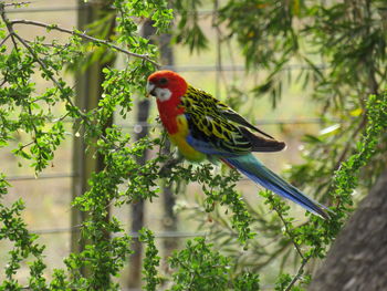 Parrot perching on a branch, australia 