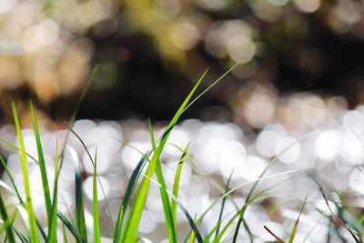 Close-up of grass