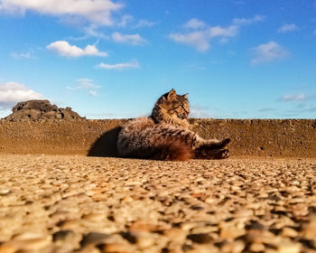 Surface level of cat relaxing on land