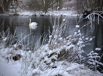 View of birds in lake during winter
