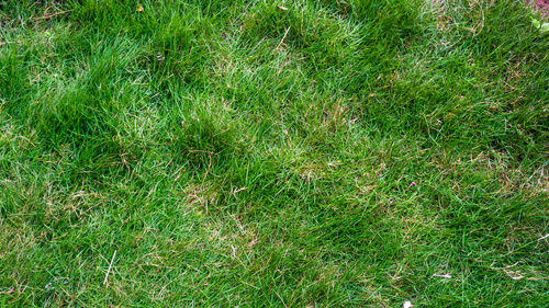 Full frame shot of grass on field