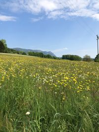 Yellow flowers growing on field against sky