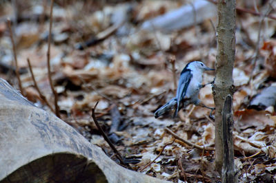 Close-up of bird perching on a tree