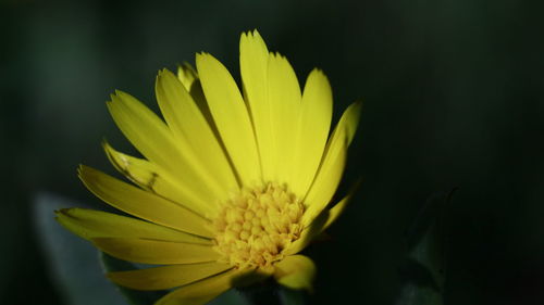 Close-up of yellow flower