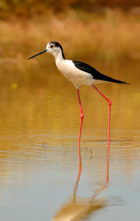 Bird on a lake