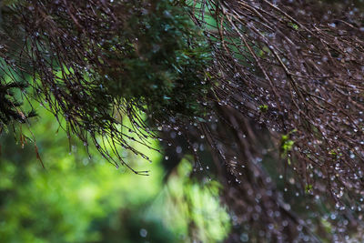 Close-up of spider on web against trees