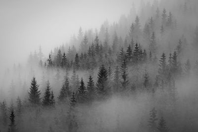 Scenic view of forest during foggy weather