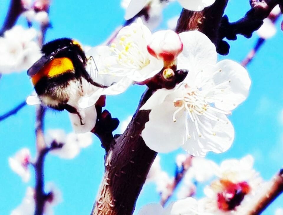 flower, low angle view, focus on foreground, tree, fragility, branch, freshness, petal, nature, beauty in nature, white color, cherry blossom, growth, close-up, blue, day, outdoors, blooming, flower head, sky