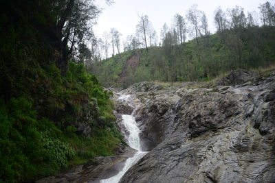 Scenic view of waterfall amidst trees in forest