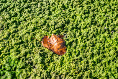 A dry leaf on sand covered with algae