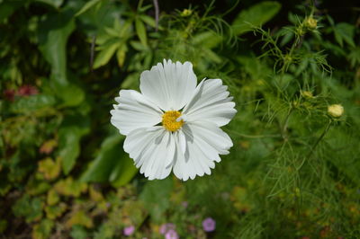 Close-up of white flowering plant