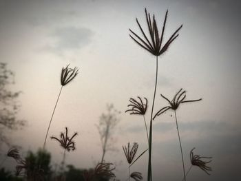 Close-up of silhouette plant against sky