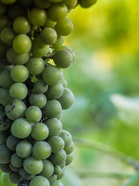 Close-up of grapes growing in vineyard