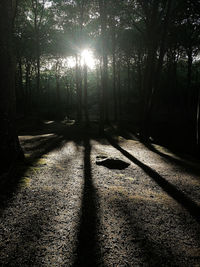 Shadow of trees on footpath in forest