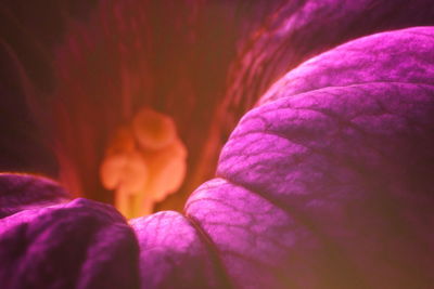 Close-up of purple flower at night