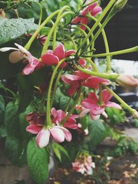 Close-up of pink flowering plant